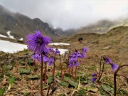 44 Appena si scioglie la neve, cresce  la  Soldanella alpina (Soldanella alpina)